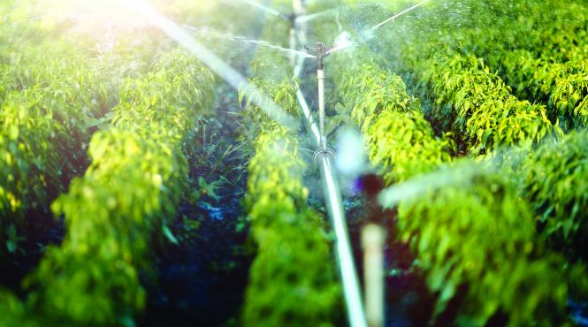 se aloca un miliard de euro pentru modernizarea sistemelor de irigatii