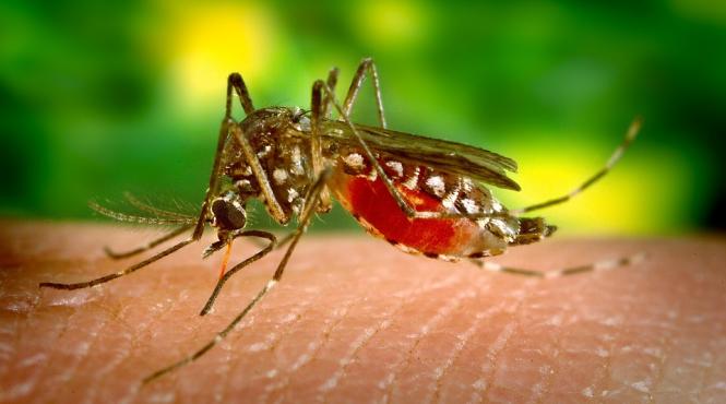 virusul zika are efecte devastatoare asupra organelor reproducatoare masculine