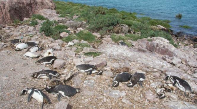 argentina aproape 400 de pinguini au fost gasiti morti dupa ce au fost muscati de caini