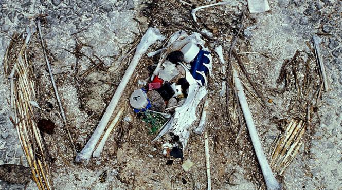 oamenii de stiinta au aflat de ce pasarile marine consuma deseuri de plastic