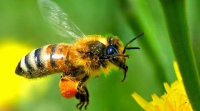 sfaturi pentru agricultori ce tratamente pot aplica apicultorii in aceasta perioada