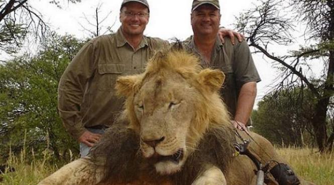 acuzatiile vanatorului profesionist care a condus expeditia de ucidere a leului cecil au fost retrase