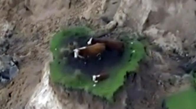 video noua zeelanda trei vaci ramase izolate dupa o alunecare de teren provocata de cutremur