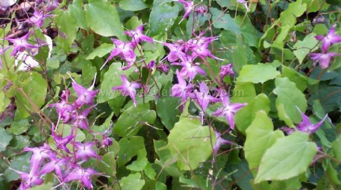 care e cel mai puternic afrodisiac natural