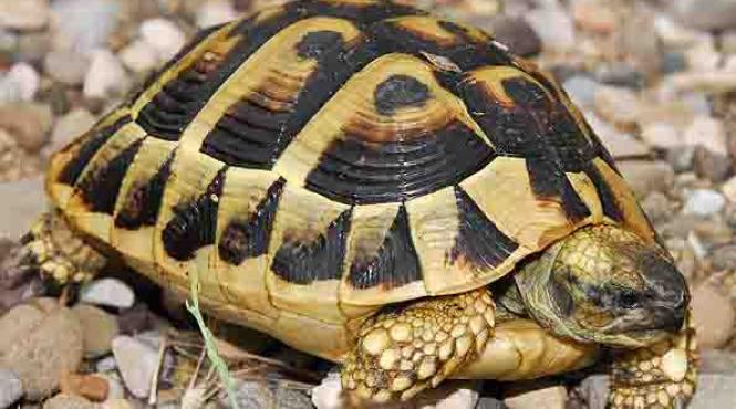 prognozele meteo testoasele si romgaz