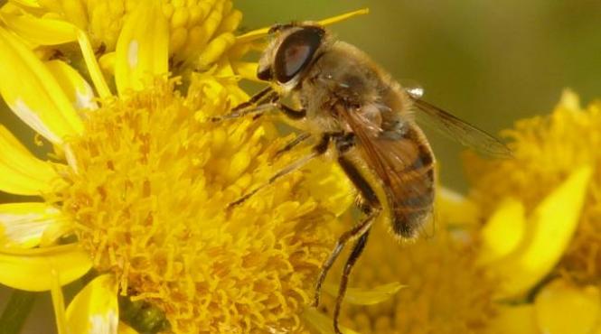 naturisme arnica goneste edemul