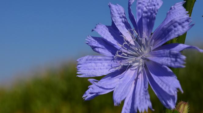 plantele care au grija de inima ta
