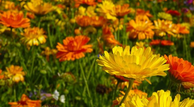 trei plante pentru detoxificarea ficatului