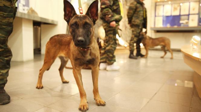 armata secreta de caini clonati a presedintelui putin gata de atac in siberia