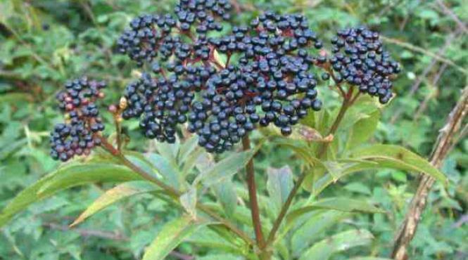 constanta doua fetite s au otravit cu fructe de boz una din ele a decedat