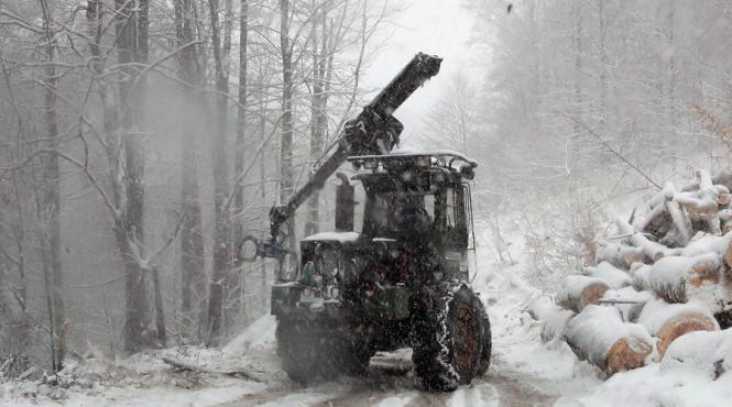 romania are incepand de vineri un portal al exploatarilor legale si transporturilor de masa lemnoasa