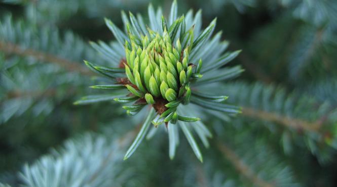 cum sa ti faci propriul sirop de tuse