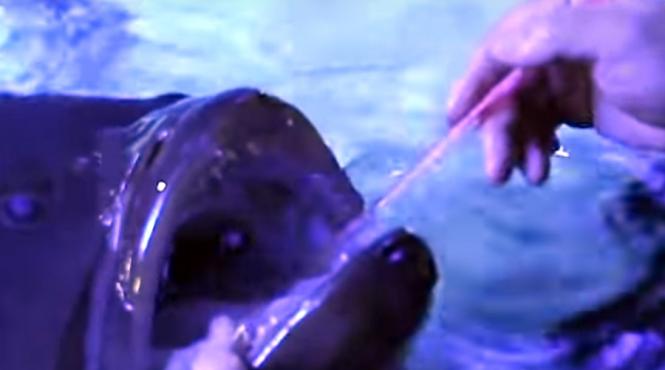 video un peste prietenos de la un acvariu din japonia il lasa pe ingrijitor sa i spele dintii