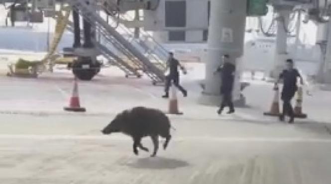 video un porc mistret a creat haos pe un aeroport