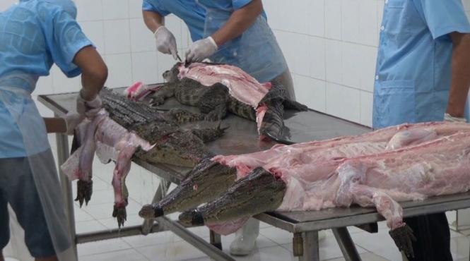 peta denunta moartea violenta a crocodililor pentru confectionarea de genti louis vuitton