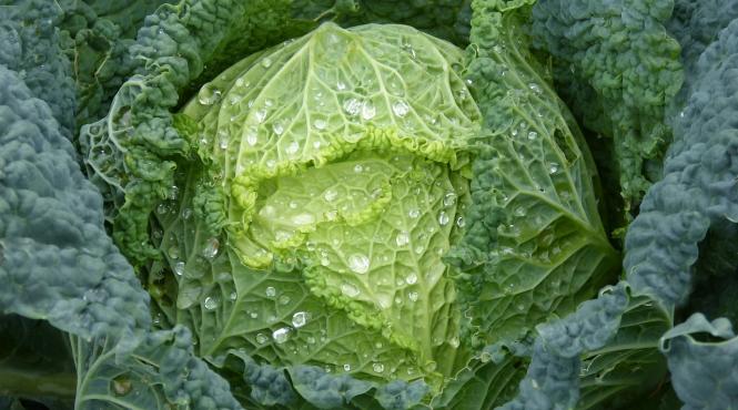 de ce e bine sa bei zeama de varza iarna