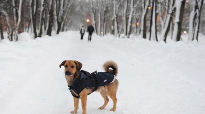 primaria capitalei vrea infiintarea unui smurd si a unui hotel pentru animalele de companie