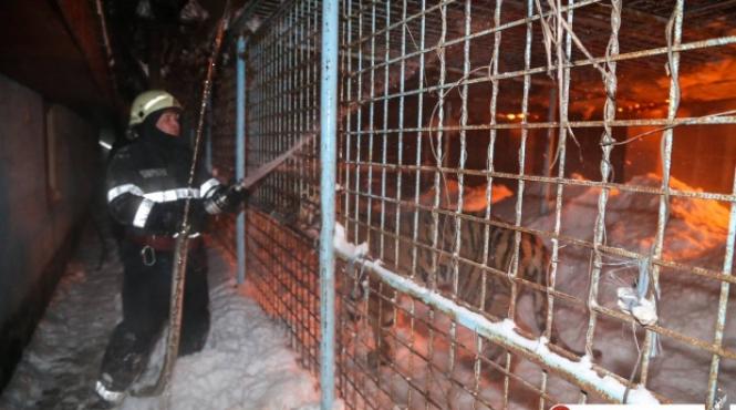 incendiu la o cladire a circului globus 11 animale retrase din activitate au murit imagini de la fata locului