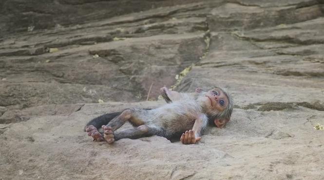 video reactia unor maimute la moartea unui pui robotizat incredibil de emotionanta