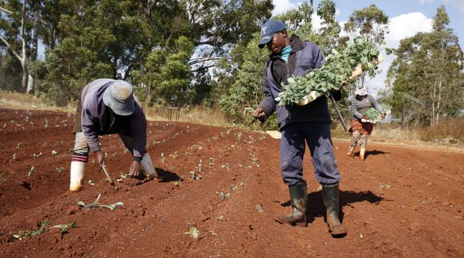 300 de locuri de munca sunt valabile in portugalia pentru somerii din gorj