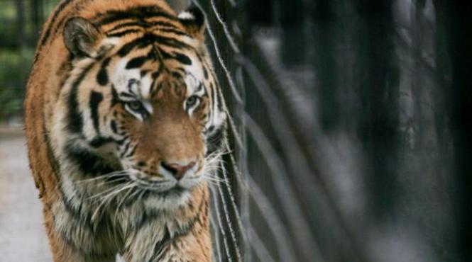 presedintele federatiei pentru protectia animalelor si mediului a depus plangere penala dupa moartea animalelor de la circul globus