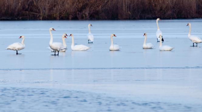 primul program turistic de iarna in delta dunarii