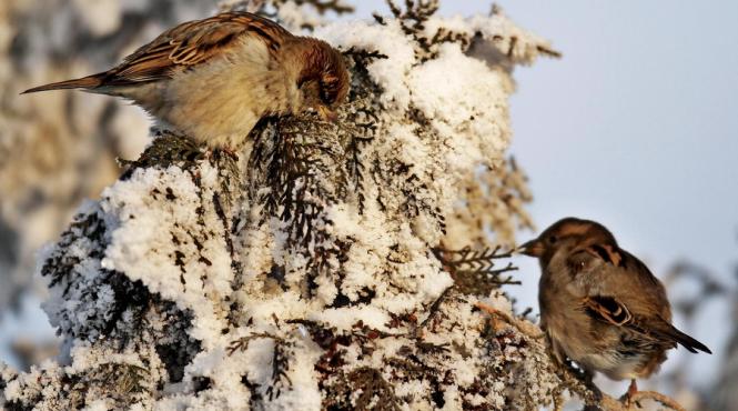 gerul se va resimti in sudul si centrul tarii in urmatoarele 3 zile episodul de frig nu va fi la fel de intens precum cel precedent
