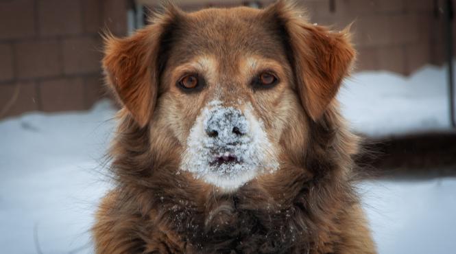 zapada cu gust de jambon a scos din minti cainii dintr o localitate slovena