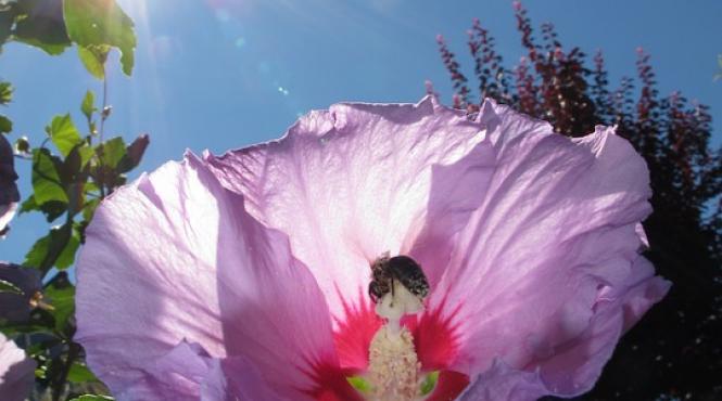 iata ceaiul care ajuta la scaderea tensiunii arteriale