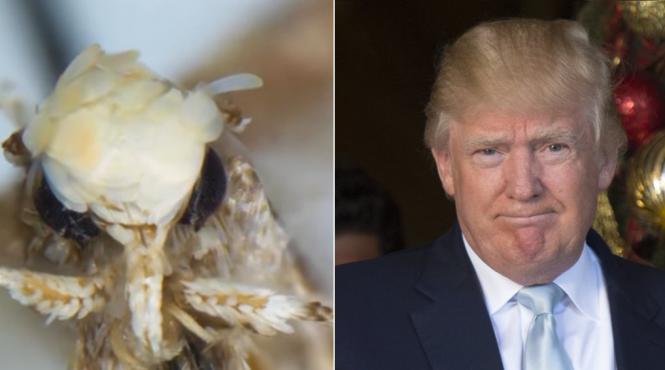 o specie noua de molie a primit oficial numele noului presedinte american donald trump