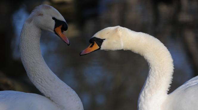 doua cazuri de gripa aviara constatate in localitatea ivesti la doua lebede