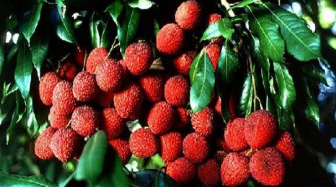 super fructul care previne cancerul garantat