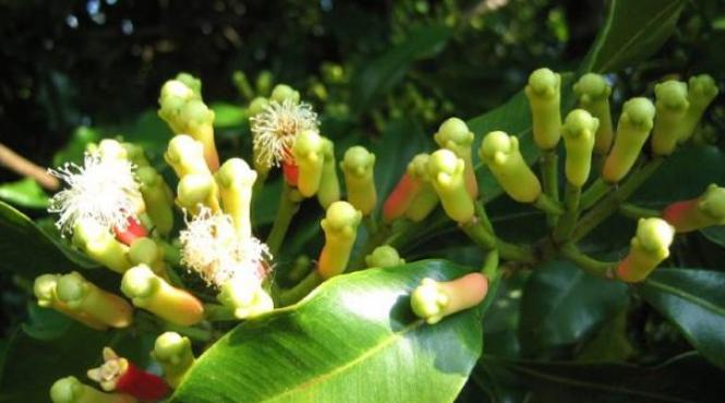 tratamente naturiste un condiment exotic poata vindeca zeci de boli garantat