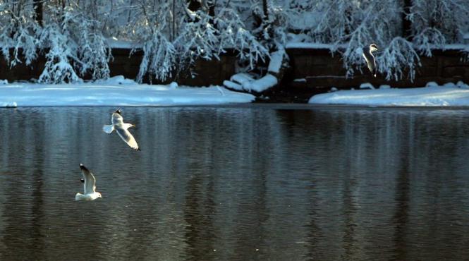 constanta suspiciune de gripa aviara in doua gospodarii taranesti de pe malul dunarii