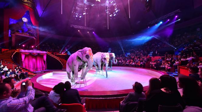 zeci de angajati de la circ ar putea ramane pe drumuri