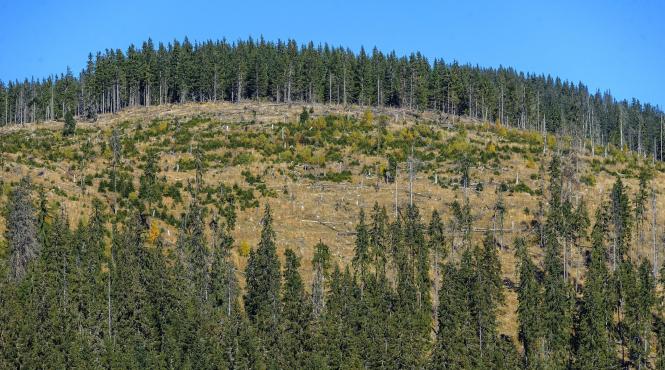 bogdan micu adevarul despre hotii de lemn pe cine deranjeaza big brother ul padurilor
