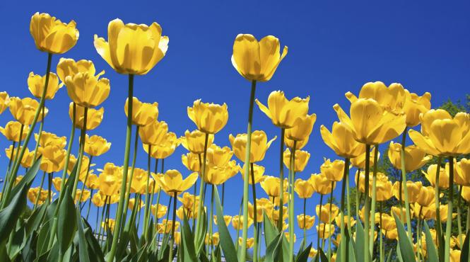 mesaje de 1 martie cela mai amuzante sms uri urari si felicitari