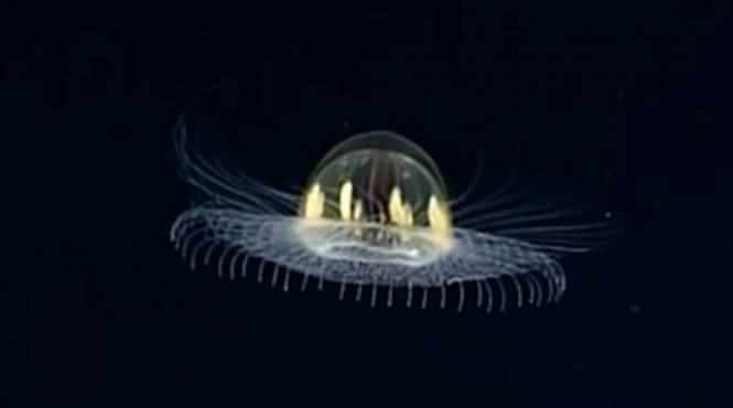 video o meduza care seamana cu un ozn filmata la 3 000 de metri adancime in oceanul pacific