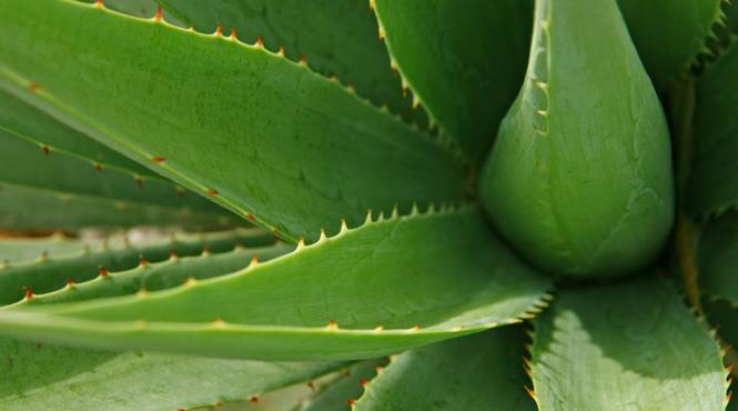 aloe vera adevaratul miracol din antichitate