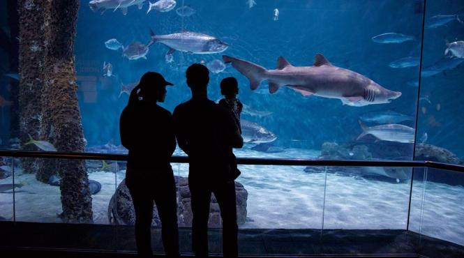 mark zuckerberg anunta ca sotia sa mai asteapta un copil