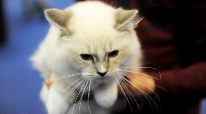 galerie foto bucharest pet exhibition parada pisicilor si cainilor