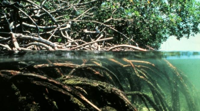 mii de hectare de mangrove au pierit in urma secetei