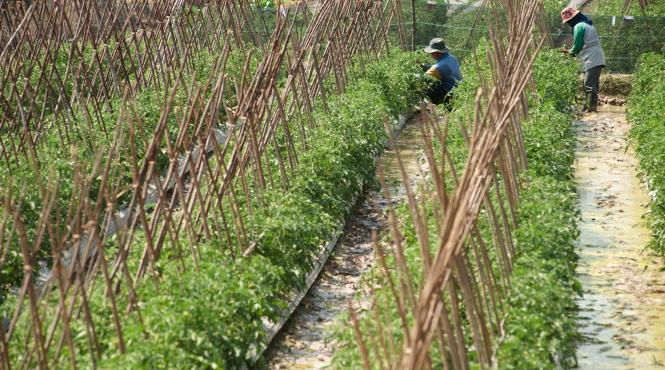mii de sclavi romani in italia guvernul face help desk la iasi