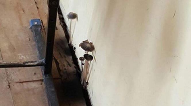 elevii unui liceu constantean invata printre ciupercile rasarite din podelele clasei