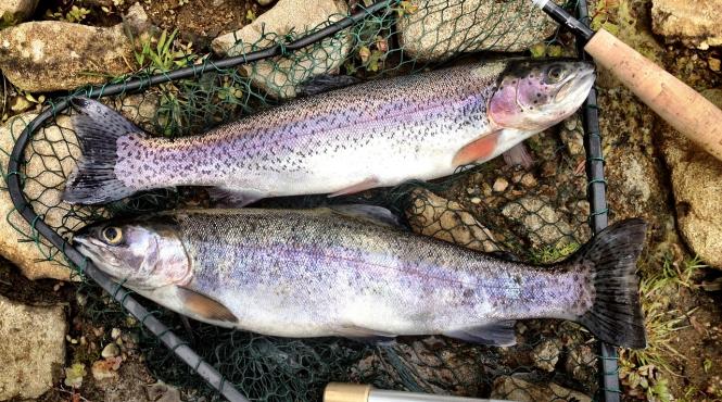 cum tii departe cancerul cu ulei de peste