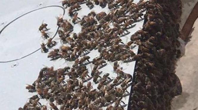 un roi masiv de albine a provocat intarzierea unui avion ce trebuia sa decoleze de pe aeroportul din miami