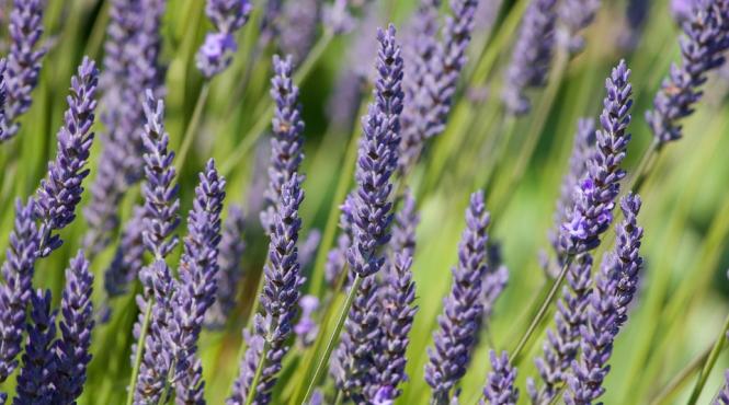 manifestari in capitala de ziua internationala a luptei impotriva epilepsiei