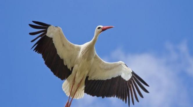 lucruri inedite despre berze video