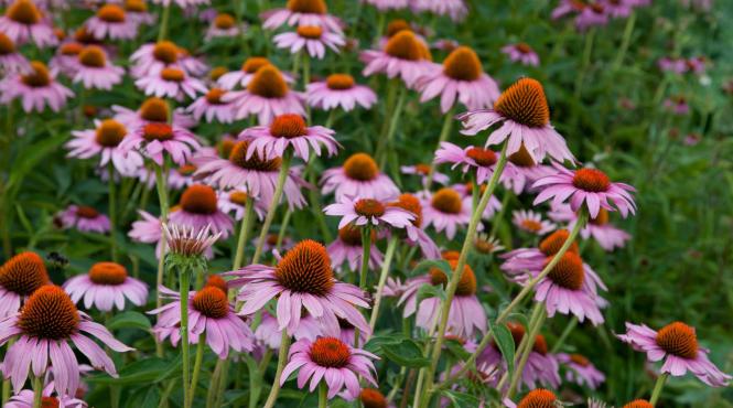 naturisme echinaceea si polenul sporesc imunitatea