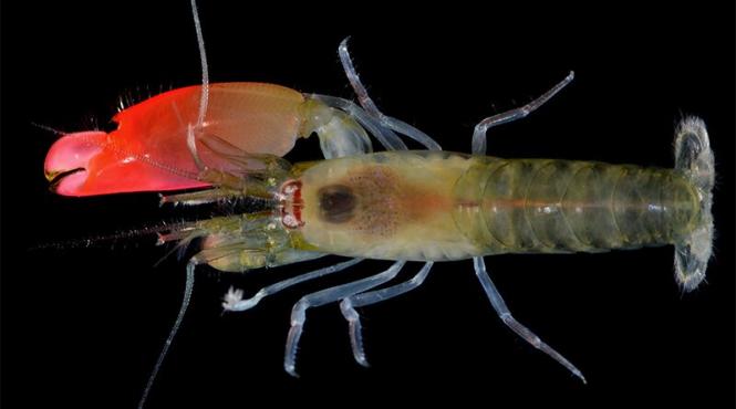 un crevete cu un cleste imens roz a fost numit dupa trupa pink floyd